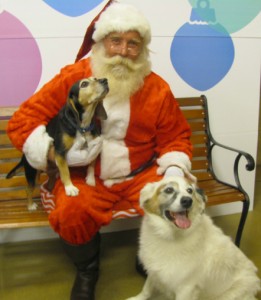 Perry Dogs w.Santa
