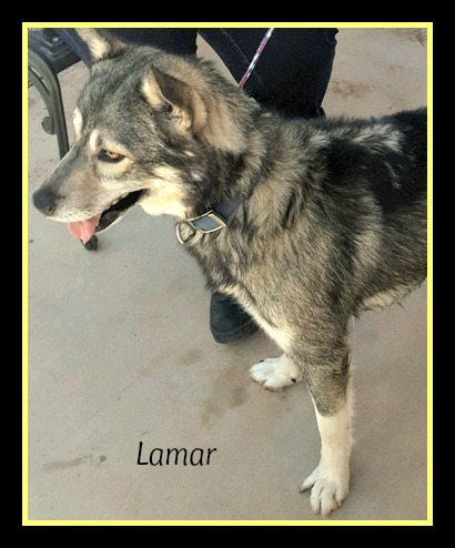 Lamar | Tombstone Small Animal Shelter